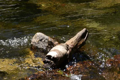 DSC_3701 (Large).JPG